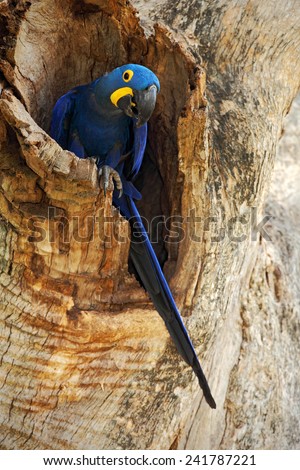 Big blue parrot Hyacinth Macaw, Anodorhynchus hyacinthinus, in tree nest cavity, Pantanal, Brazil, South America
