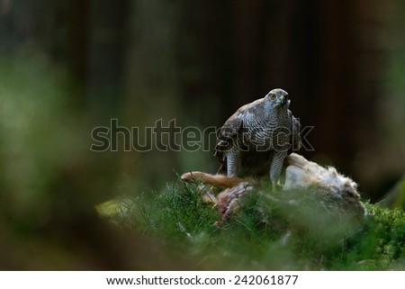 Bird of Prey Goshawk, Accipiter gentilis, feeding kill hare in the forest