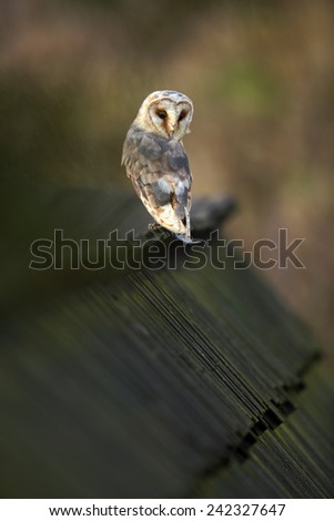 Barn owl, Tyto alba, sitting on wooden roof, Czech republic
