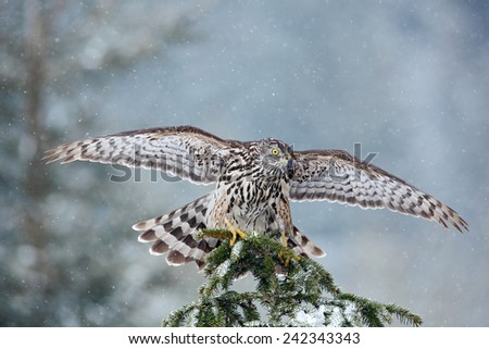 Bird of prey Northern  Goshawk landing on spruce tree during winter with snow