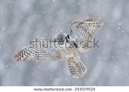 Flying Hawk Owl with snow flake during cold winter