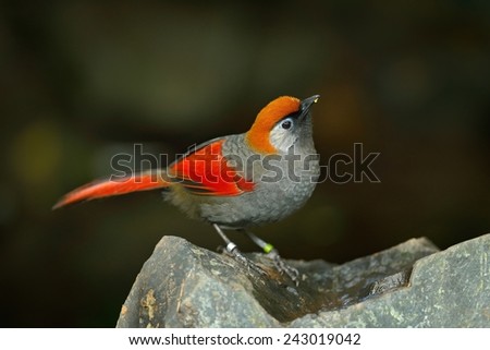 Red and grey songbird Red-tailed Laughingthrush, Garrulax milnei, sitting on the rock with dark background, China