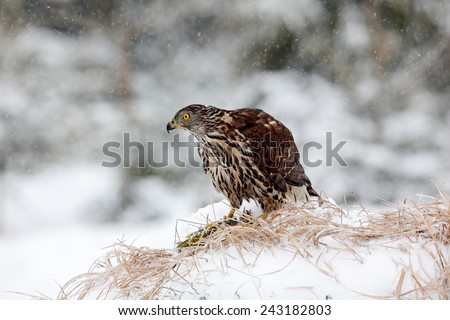 Bird of prey Goshawk kill bird and sitting on the snow meadow with open wings, blurred snowy forest in background