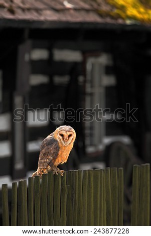 Barn owl sitting on wooden fence before country cottage, bird in habitat