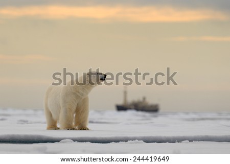 Polar bear on the drift ice with snow, blurred cruise chip in background, Svalbard, Norway