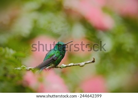 Green hummingbird Blue-chinned Sapphire, Chlorostilbon notatus, sitting on the branch with blurred pink red flower background