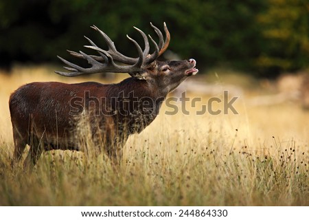 Bellow majestic powerful adult red deer stag in autumn forest, Dyrehave, Denmark