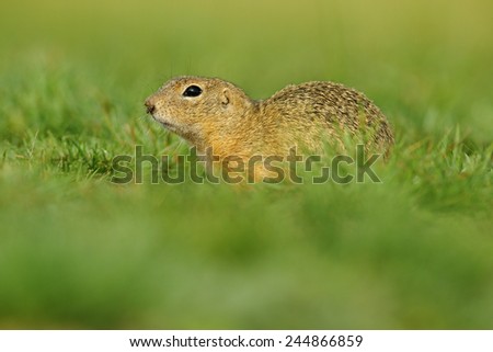 European Ground Squirrel, Spermophilus citellus, sitting in the green grass during summer, Czech