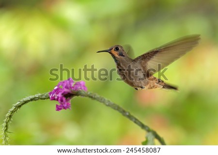 Hummingbird Brown Violet-ear, Colibri delphinae, flying next to beautiful pink flower, nice flowered orange green background, Costa Rica