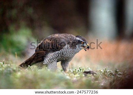Bird of Prey Goshawk, Accipiter gentilis, feeding kill dark squirrel in the forest