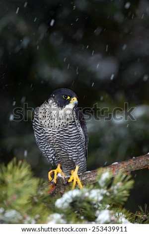 Bird of prey Peregrine Falcon with fly snow sitting on the tree with dark green forest in background