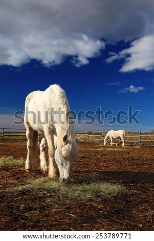 Nice white horse feed on hay with horse in background, dark blue sky with clouds