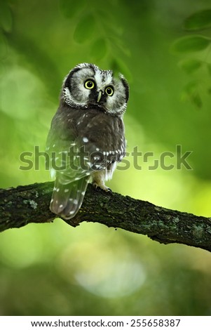 Small bird Boreal owl, Aegolius funereus, sitting on the tree branch in green forest background