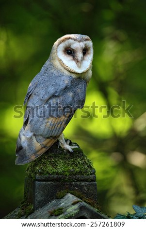 Magic bird barn owl, Tito alba, sitting on stone fence in forest cemetery, nice blurred green the background