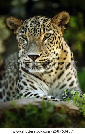 Detail portrait of wild cat jaguar, Costa Rica