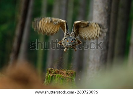 Flying bird Eurasian Eagle Owl with open wings in forest habitat with trees