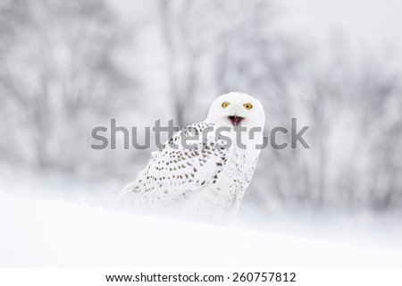 Bird snowy owl sitting on the snow, winter scene with snowflakes in wind.