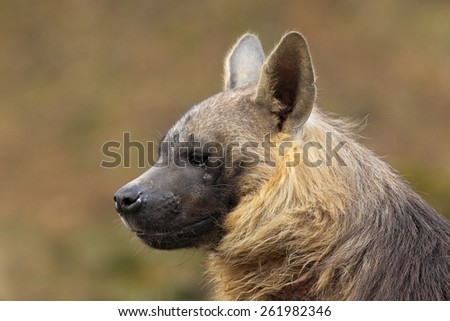 Portrait of Brown Hyena, Parahyaena brunnea
