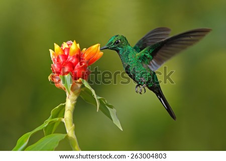 Green hummingbird Green-crowned Brilliant,  Heliodoxa jacula, from Costa Rica flying next to beautiful red flower with clear background