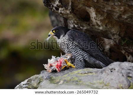 Peregrine Falcon sitting in the rock with catch bird, food on the stone