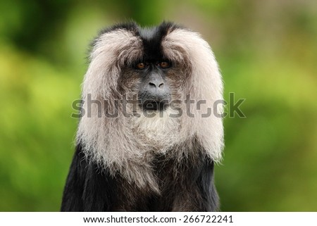 Portrait of Lion-tailed Macaque, Macaca silenus,