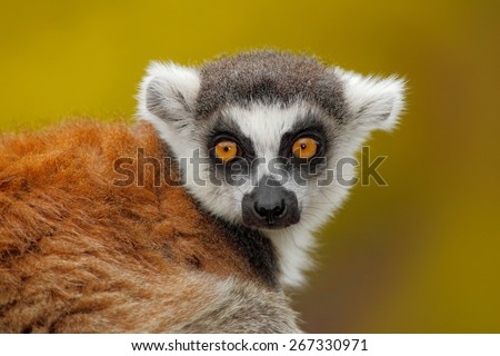 Portrait of  Ring-tailed Lemur, Lemur catta, with yellow clear background