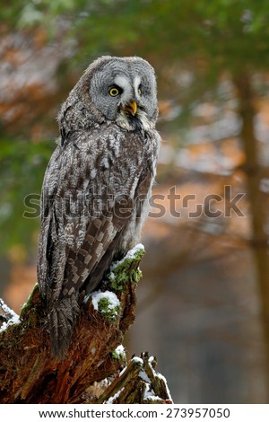 Great grey owl, Strix nebulosa, sitting on broken down tree stump with green forest in background