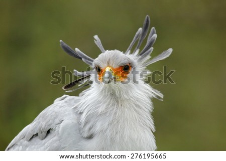 Portrait of nice grey bird of prey Secretary Bird Sagittarius serpentarius, with orange face