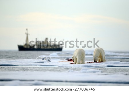 Pair of polar bears with bloody kill seal in water between drift ice with snow, blurred cruise chip in background, Svalbard, Norway