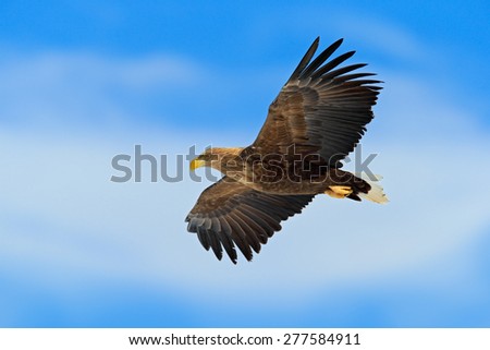 Flying bird of prey, White-tailed Eagle, Haliaeetus albicilla, with blue sky and white clouds in background