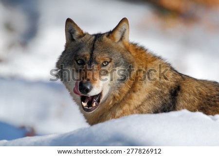 Gray wolf, Canis lupus,  portrait with stuck out tongue, at white snow