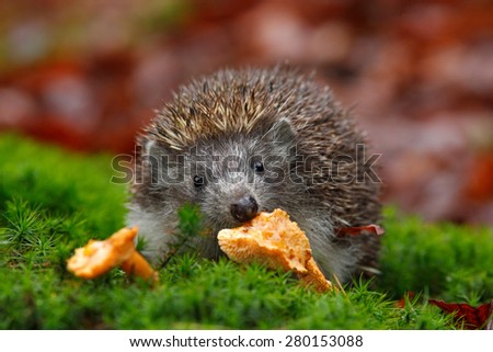 Cute European Hedgehog, Erinaceus europaeus, eating orange mushroom in the green moss