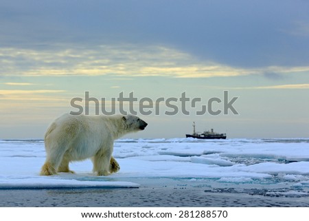 Polar bear on the drift ice with snow, blurred cruise vessel in background, Svalbard, Norway
