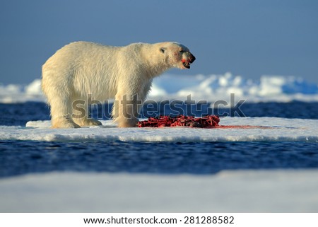 White polar bear on drift ice with snow feeding kill seal, skeleton and blood, Svalbard, Norway