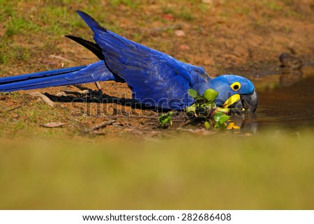 Big blue parrot Hyacinth Macaw, Anodorhynchus hyacinthinus, drinking water at the river Rio Negro, Pantanal, Brazil, South America