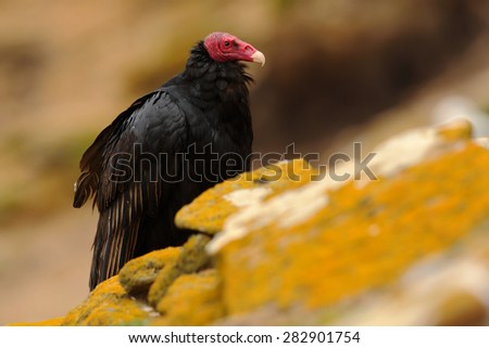 Ugly black bird Turkey vulture, Cathartes aura, sittin on yellow moss stone, Falkland Isllands