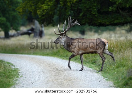 Bellow majestic powerful adult red deer crossing the road, Dyrehave, Denmark
