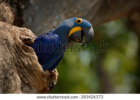 Hyacinth Macaw, Anodorhynchus hyacinthinus, in tree nest cavity, Pantanal, Brazil, South America