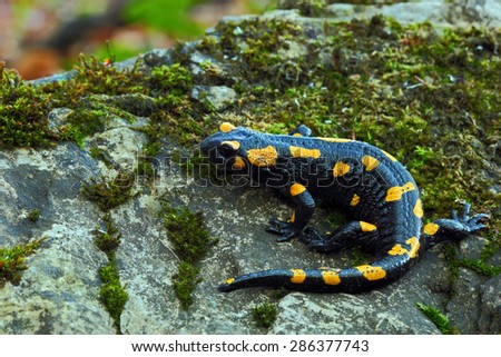 Gorgeous Fire Salamander, Salamandra salamandra, spotted amphibian on the grey stone with green moss