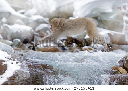 Monkey Japanese macaque, Macaca fuscata, jumping across winter river, snow stone in background, HokkaidÃ³, Japan