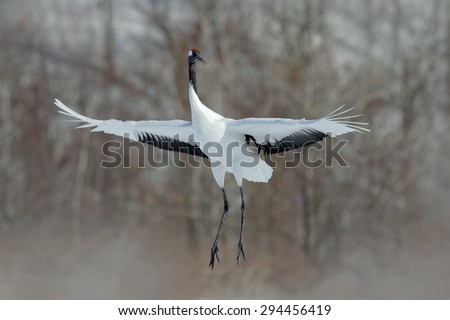 Flying White bird Red-crowned crane, Grus japonensis, with open wing, with snow storm, Hokkaido, Japan