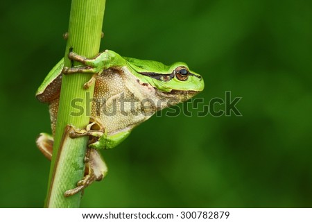 Nice green amphibian European tree frog, Hyla arborea, sitting on grass with clear green background