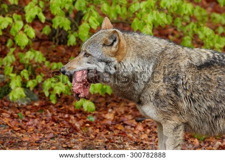 Gray wolf, Canis lupus, portrait with stuck out tongue, in the spring light green leaves forest