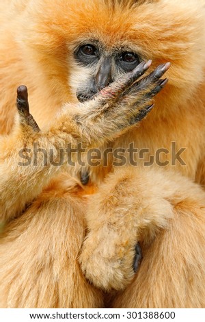 Orange monkey Northern white-cheeked gibbon Nomascus leucogenys, hand with long fingers before face, Vietnam