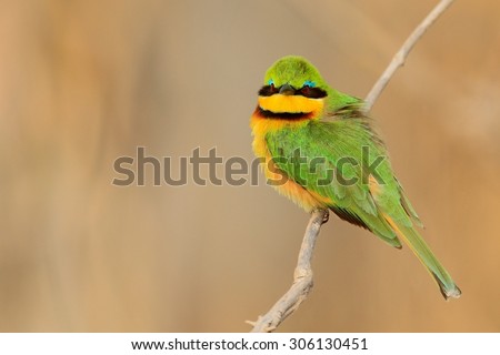 Green and yellow bird Little Bee-eater, Merops pusillus, Chobe National Park, Botswana