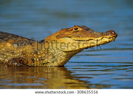 Portrait of Yacare Caiman in blue water, Cano Negro, Costa Rica