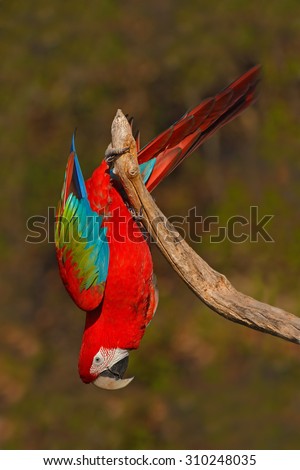 Big red parrot Red-and-green Macaw, Ara chloroptera, sitting on the branch with head down, Brazil