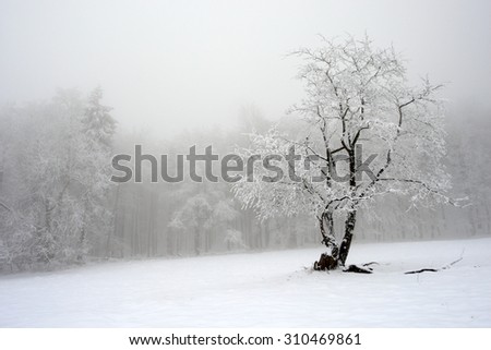 Solitary tree in winter, snowy landscape with snow and fog, foggy forest in the backgroud