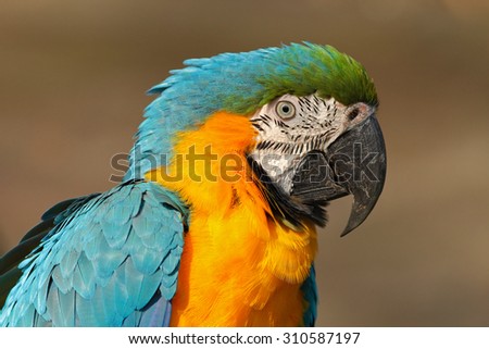 Portrait of blue-and-yellow macaw, Ara ararauna, also known as the blue-and-gold macaw, is a large South American parrot with blue top parts and yellow under parts