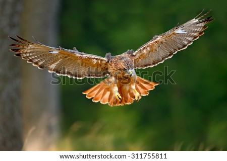 Flying bird of prey,  Red-tailed hawk, Buteo jamaicensis, landing in the forest